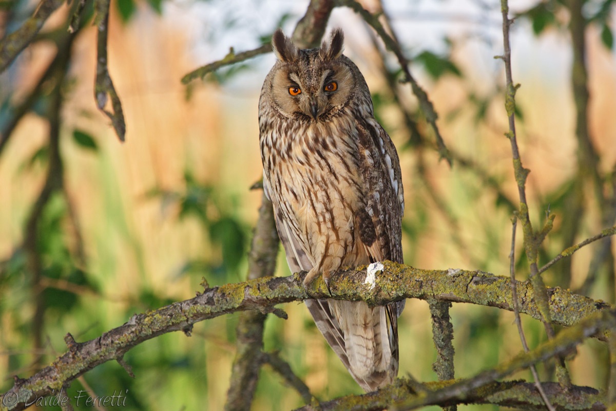 Owl (Long-eared Owl)