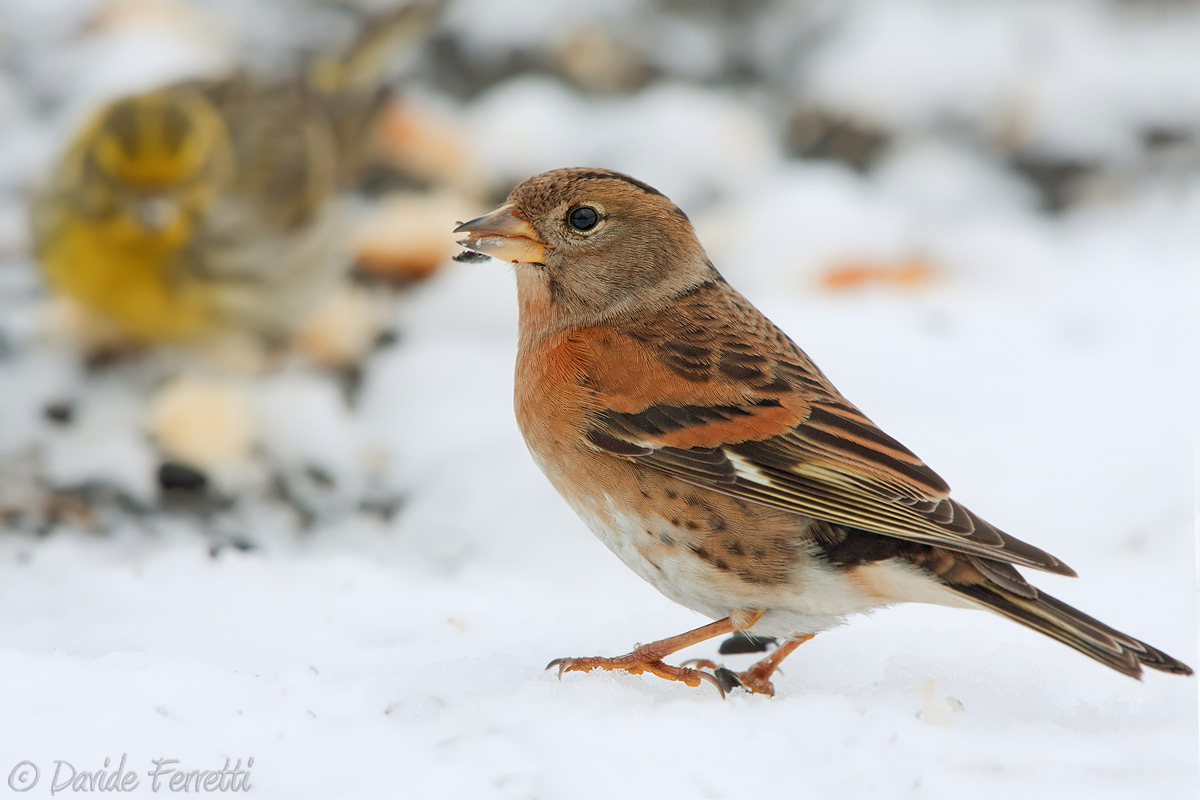Peppola affamata (Brambling)