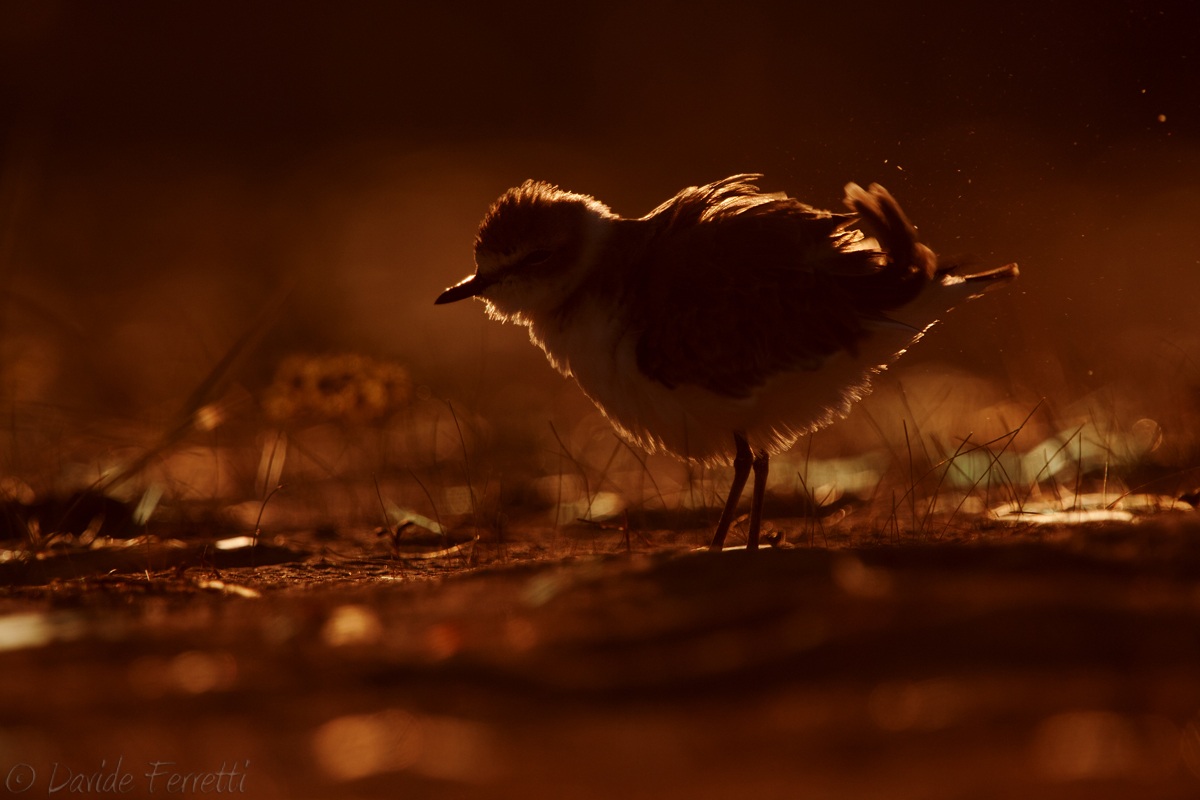 Mallards ... we tried again (Kentish plover)