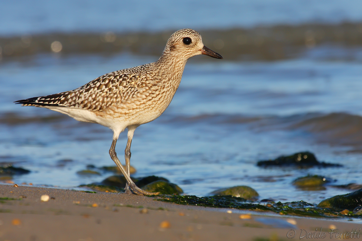 Grey Plover at sunset (Grey plover)