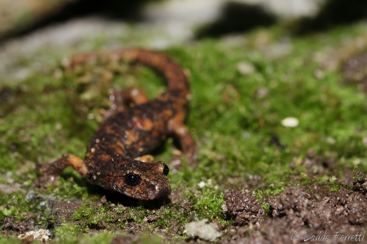 Newt (Italian cave salamander)