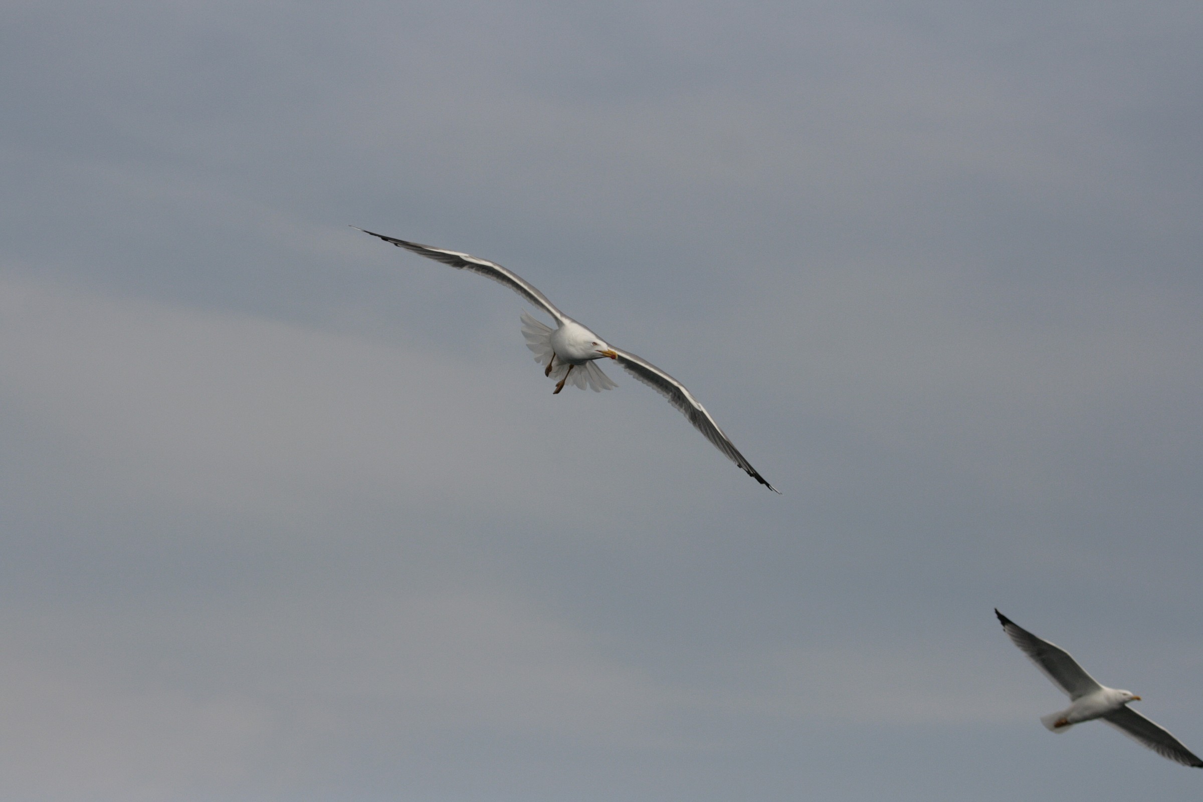 Gabbiani a Porto Pozzo 1