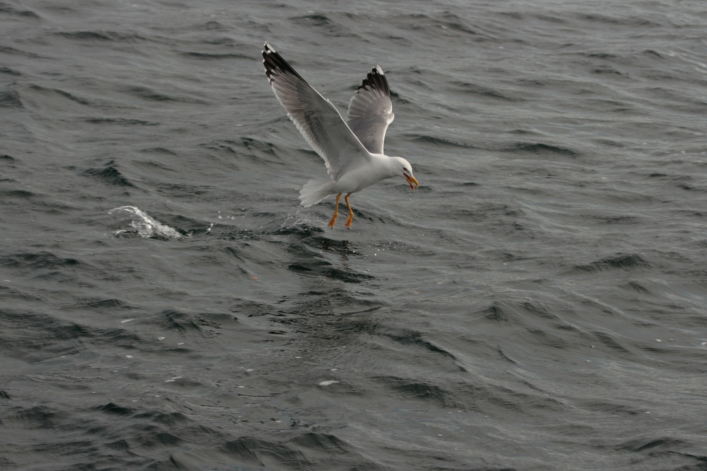 Gabbiani a Porto Pozzo 2