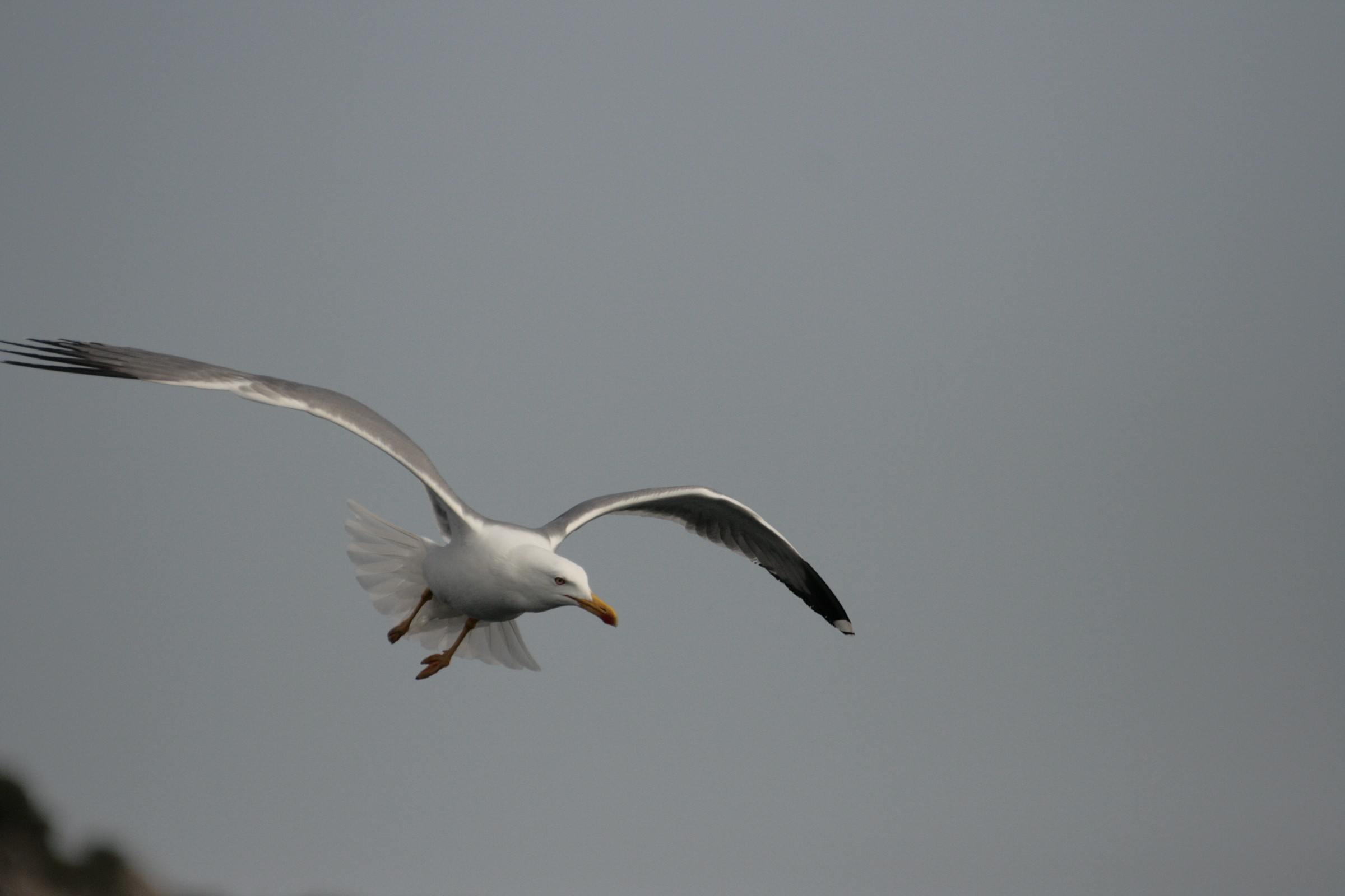 Gabbiani a Porto Pozzo 3