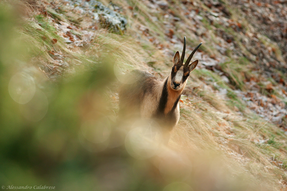 Abruzzo chamois