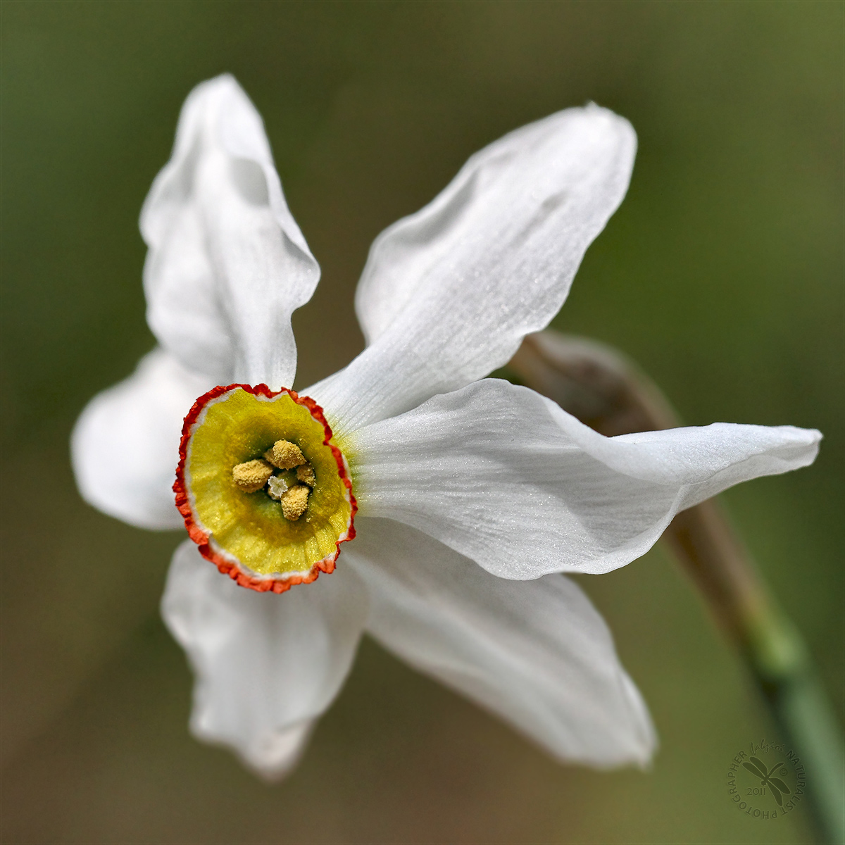 Narcissus poeticus L.