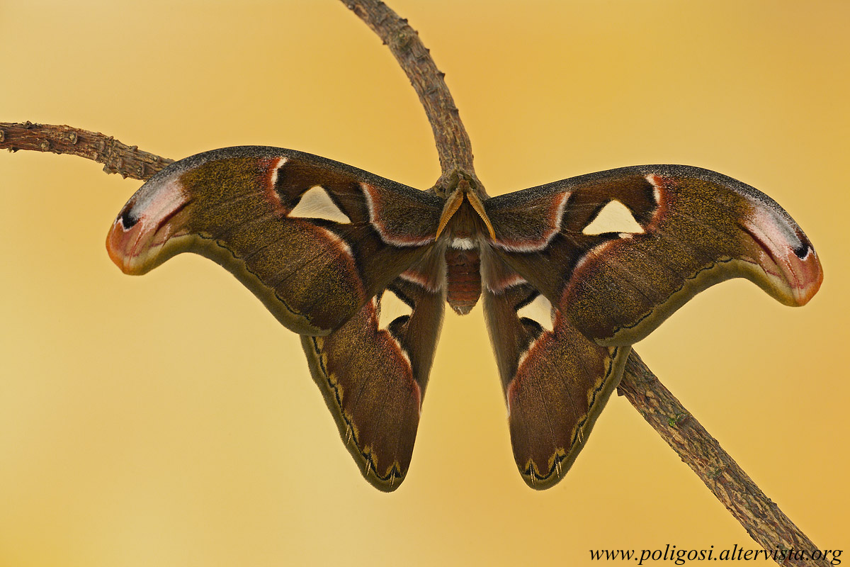 Attacus lorquinii