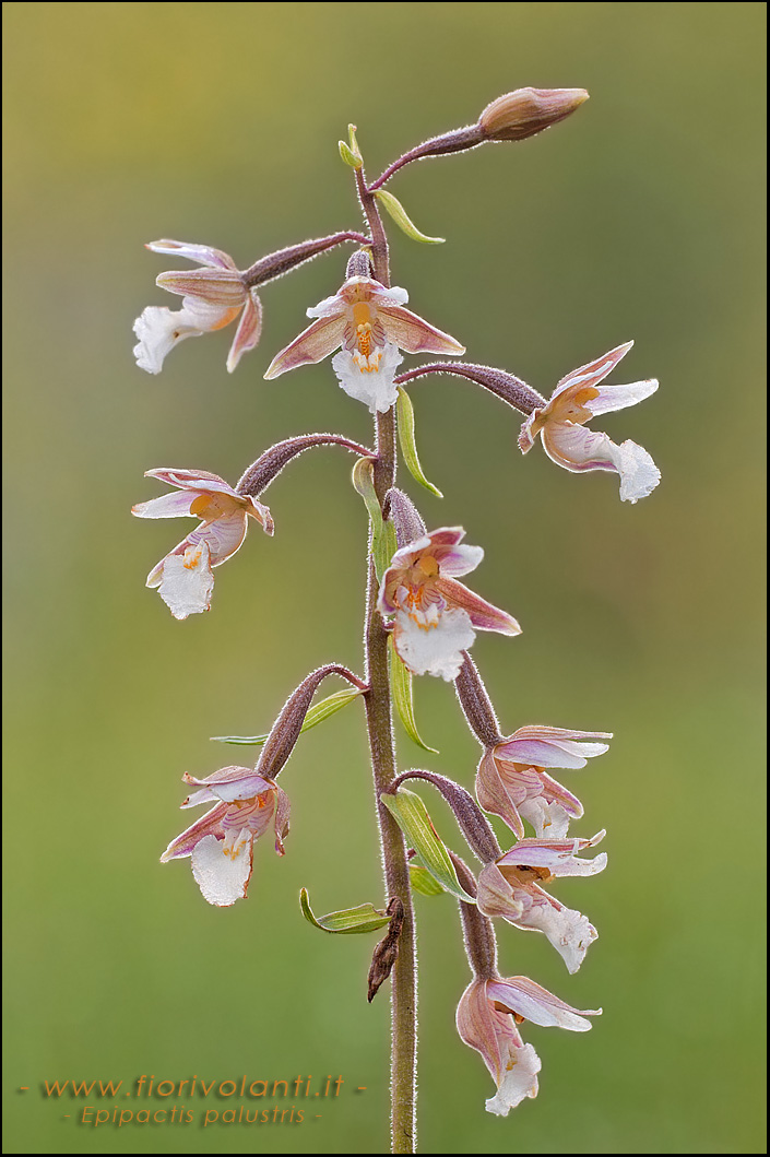 Epipactis palustris