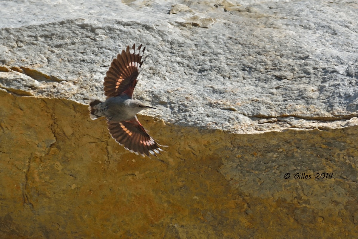 Woodpecker (Tichodroma walls)