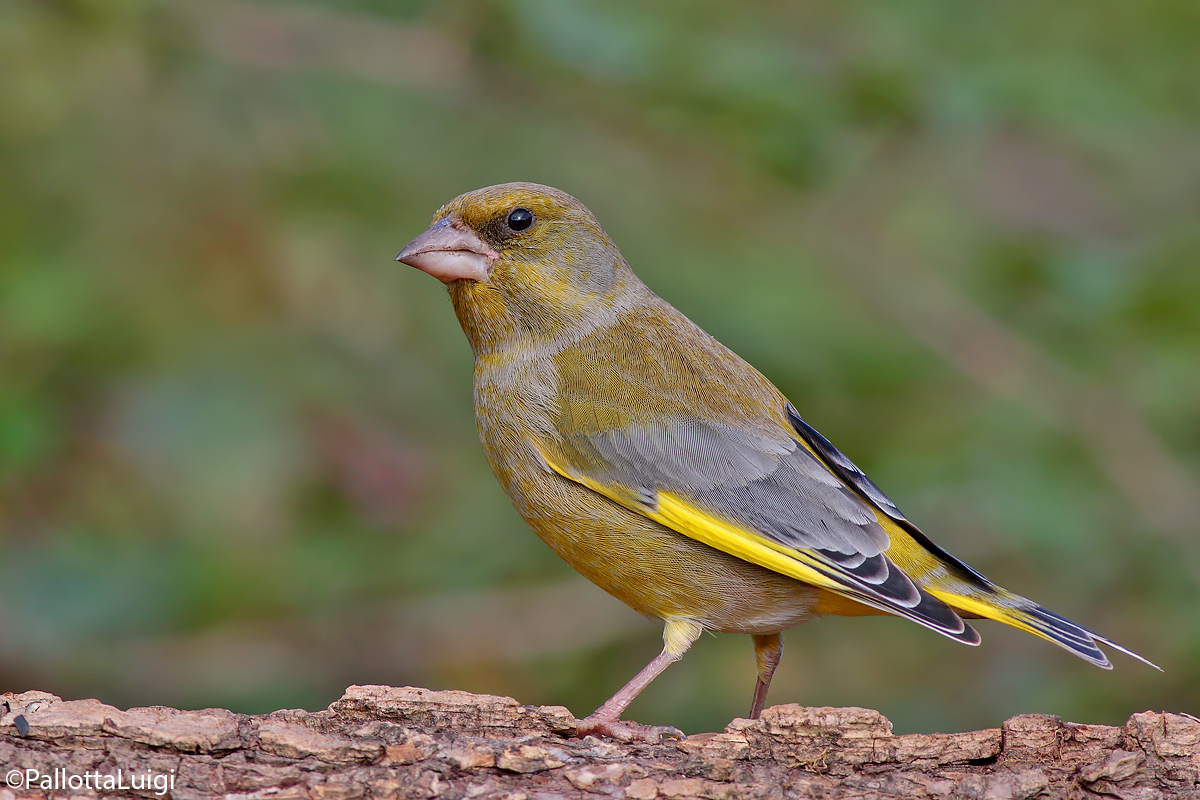 Verdone (Carduelis chloris)