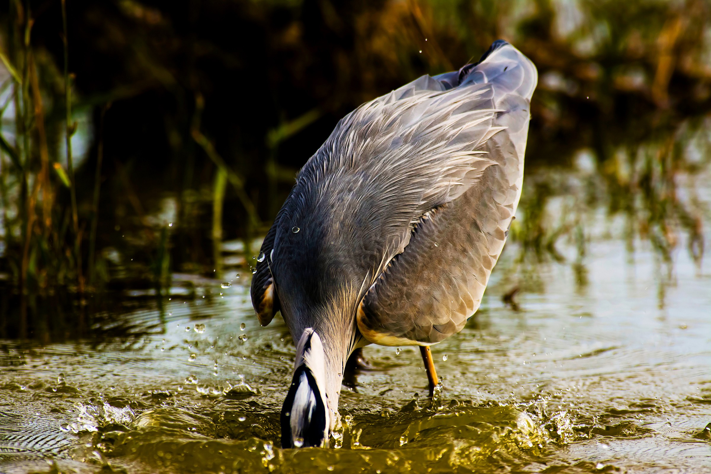 L'attacco del Cenerino