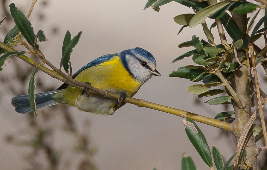 Cinciarella ambientata