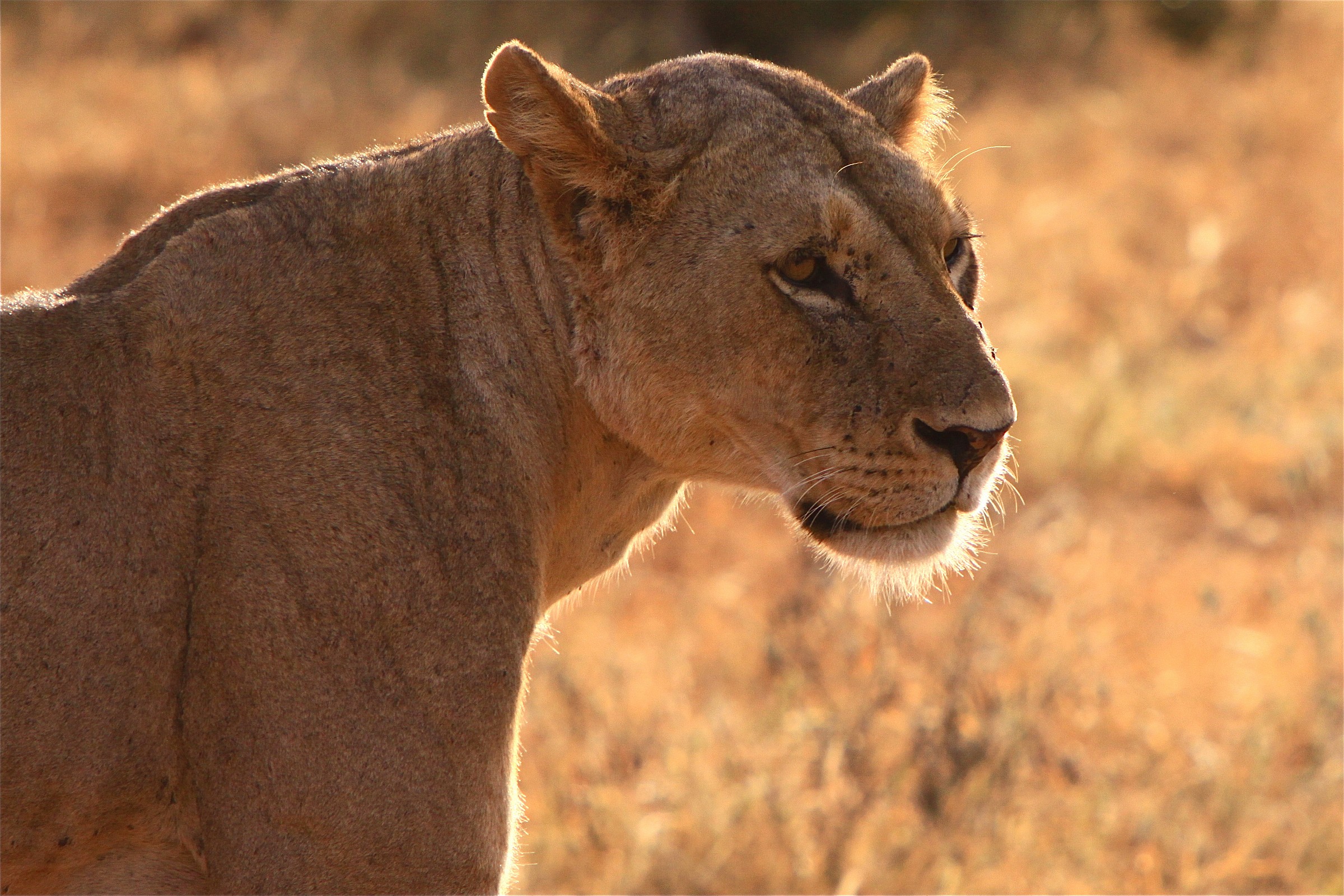 leonessa in controluce