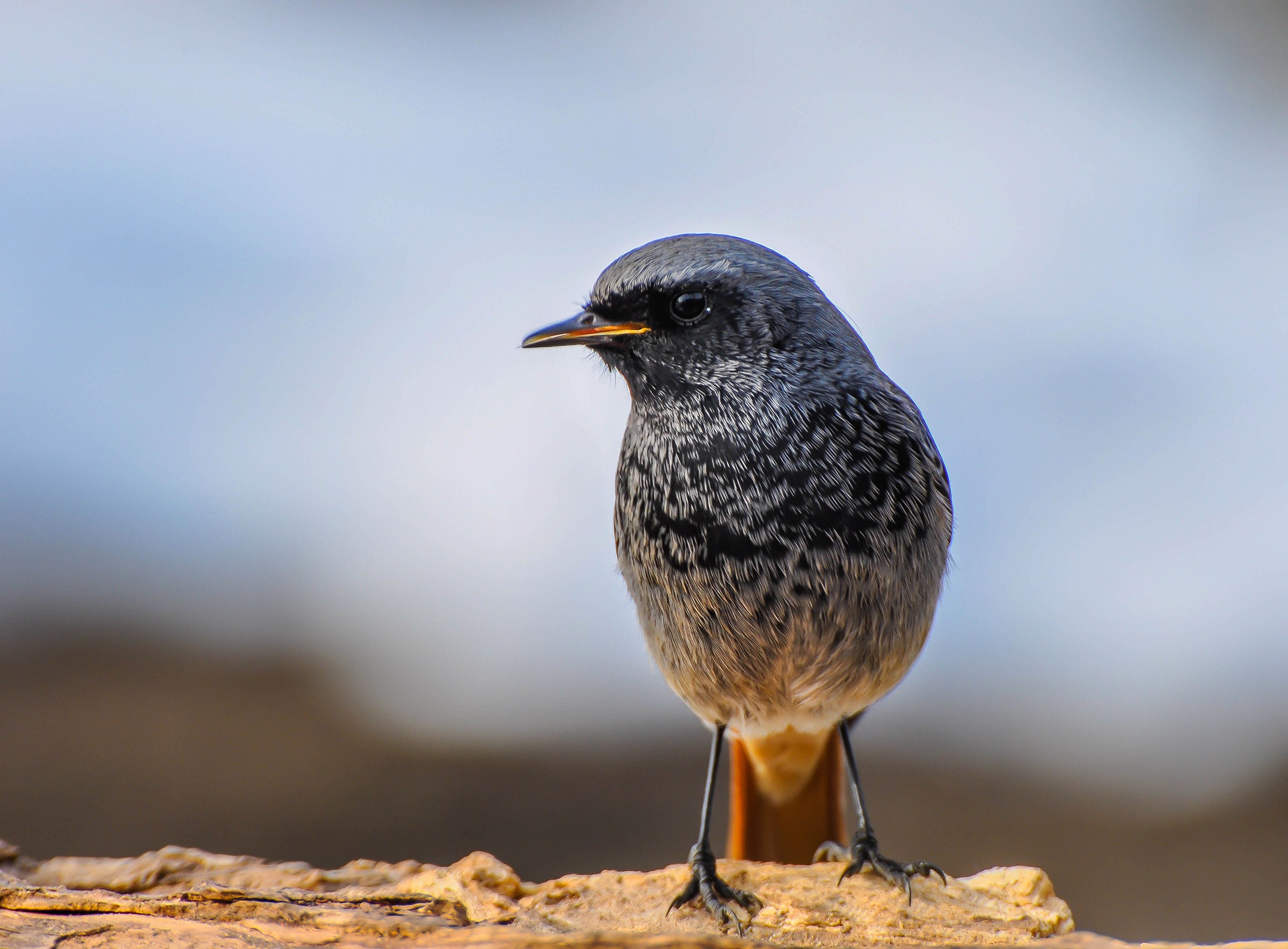 Black Redstart (M)