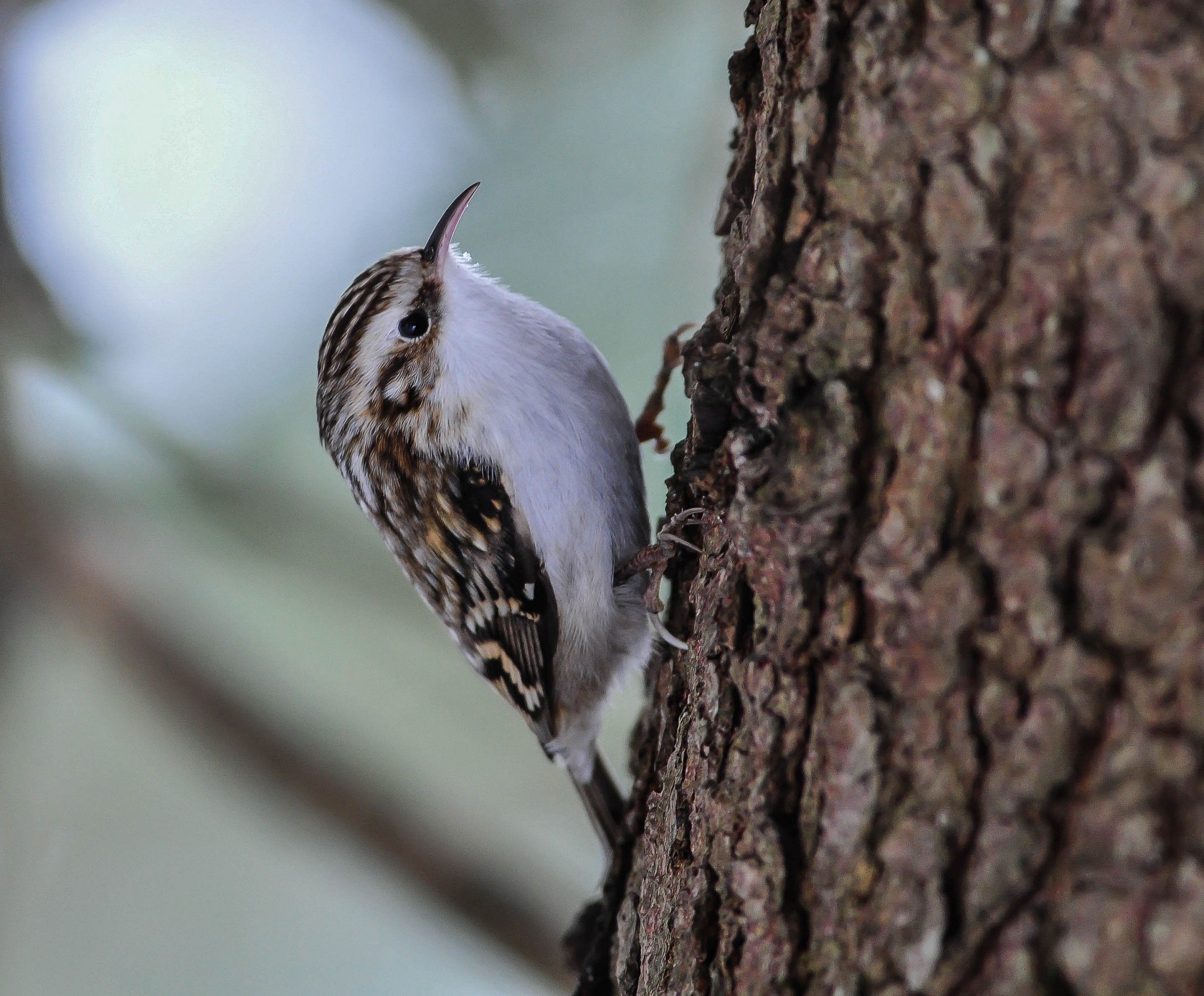 Treecreeper