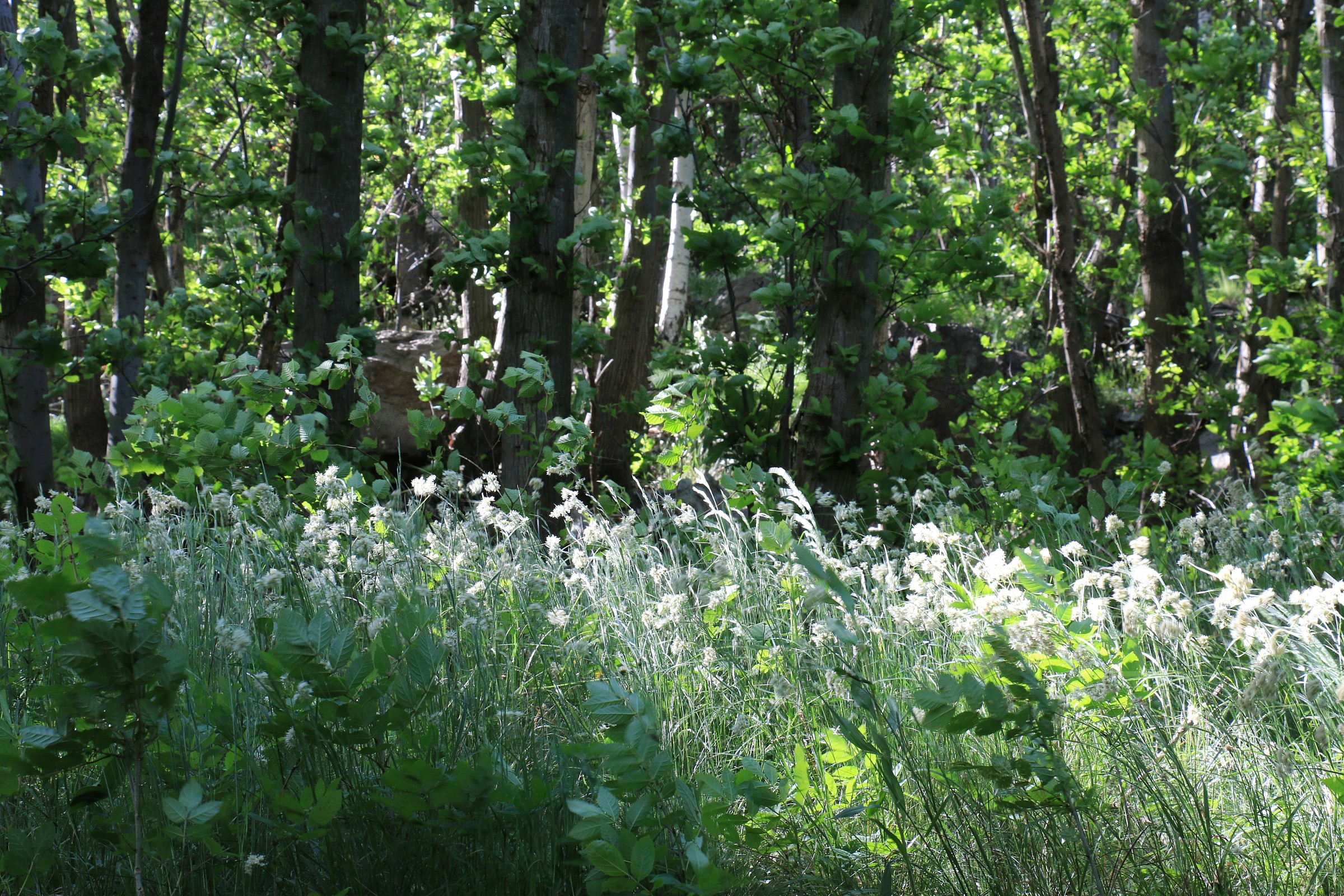 Rigoglìo di primavera