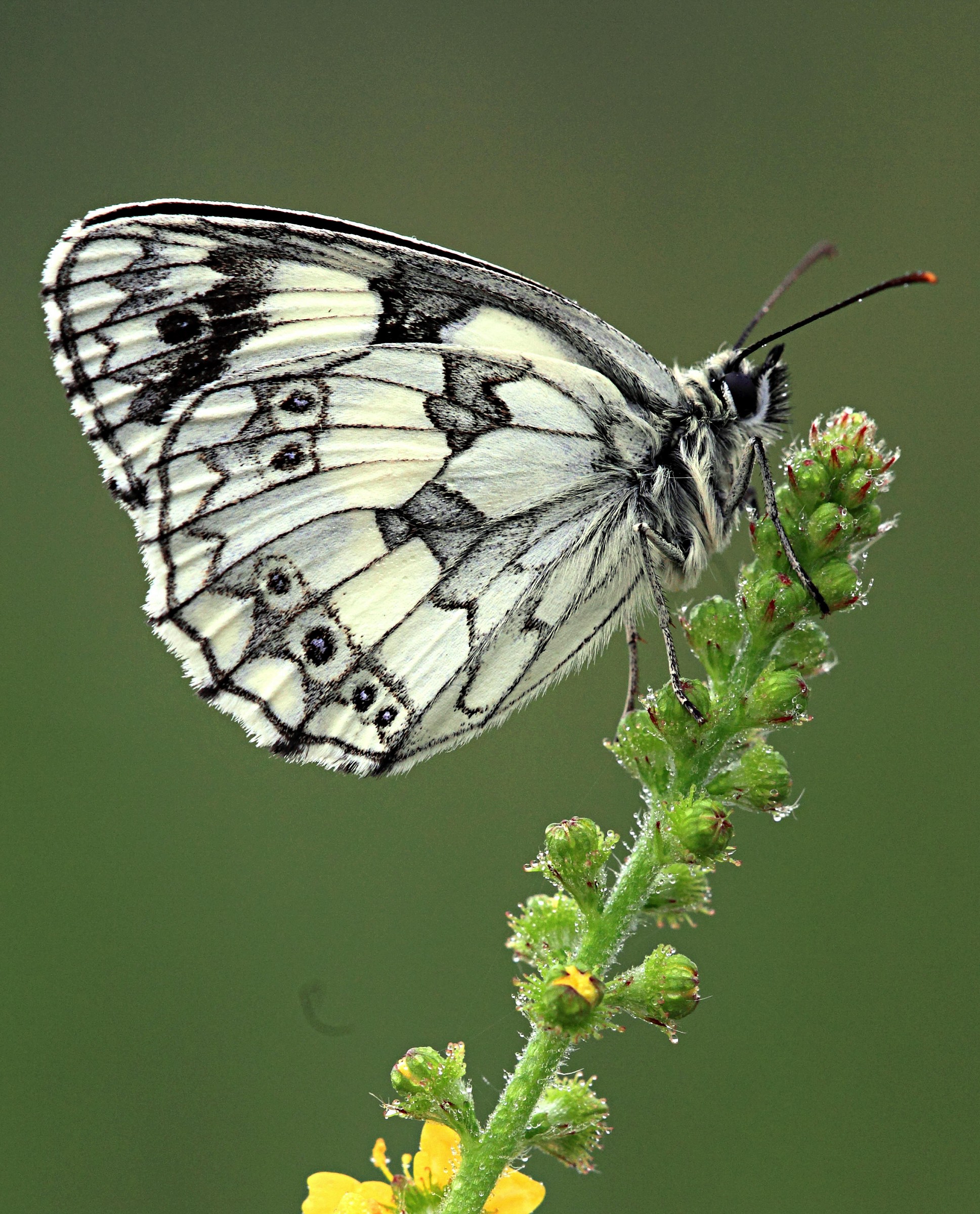 Melanargia galathea