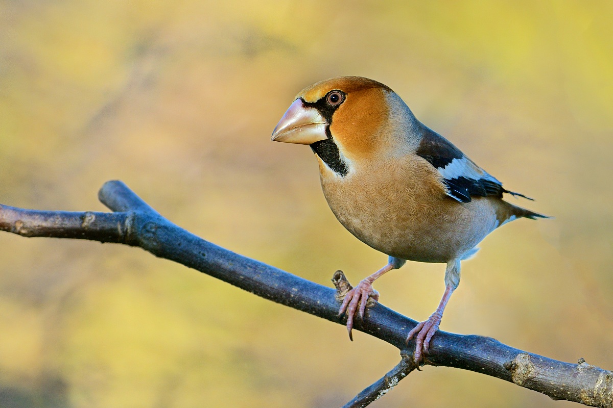Hawfinch