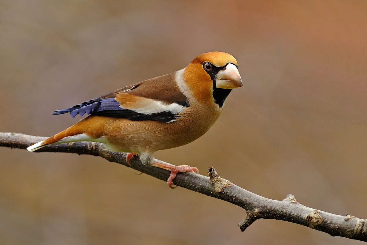 Hawfinch