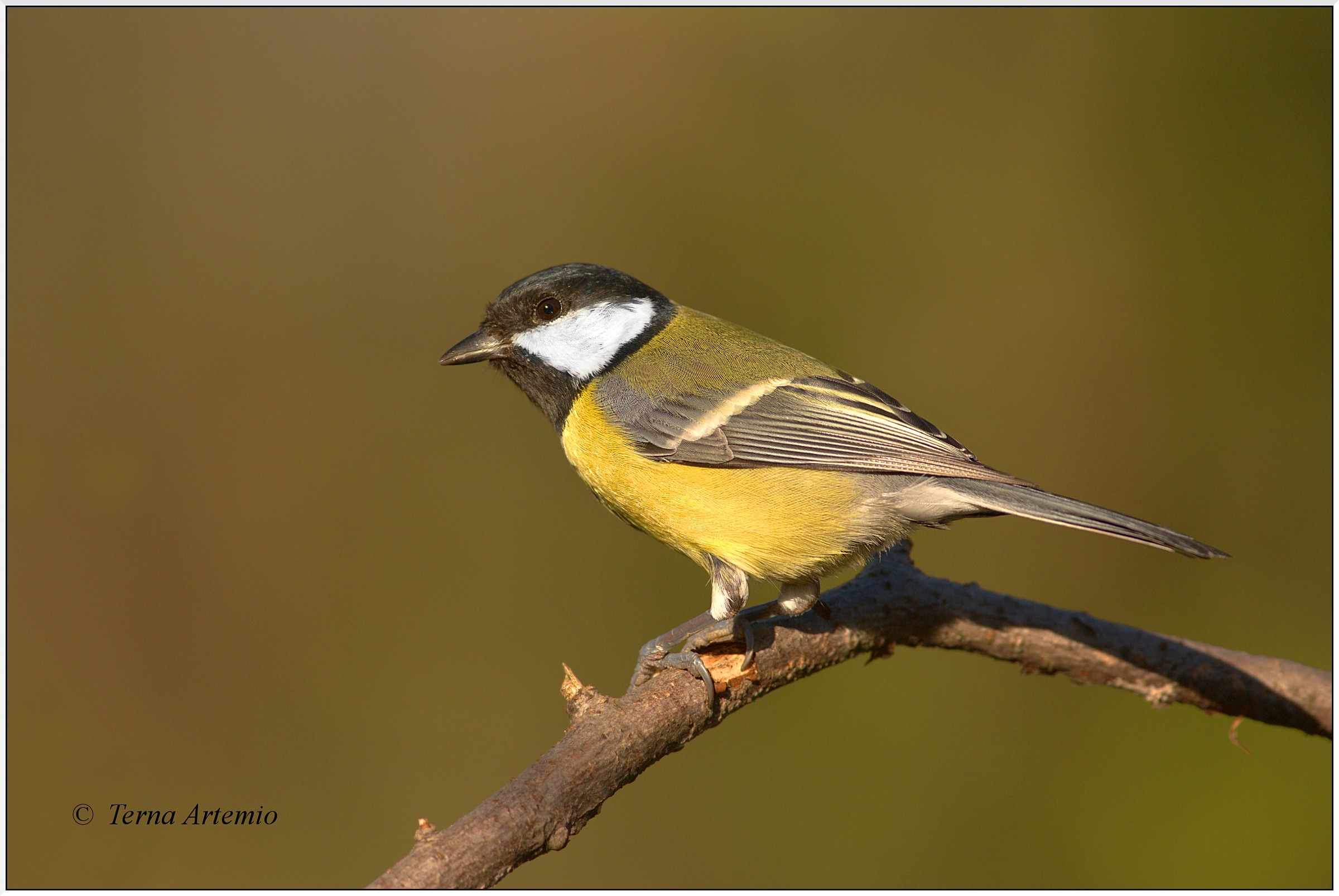 Great Tit
