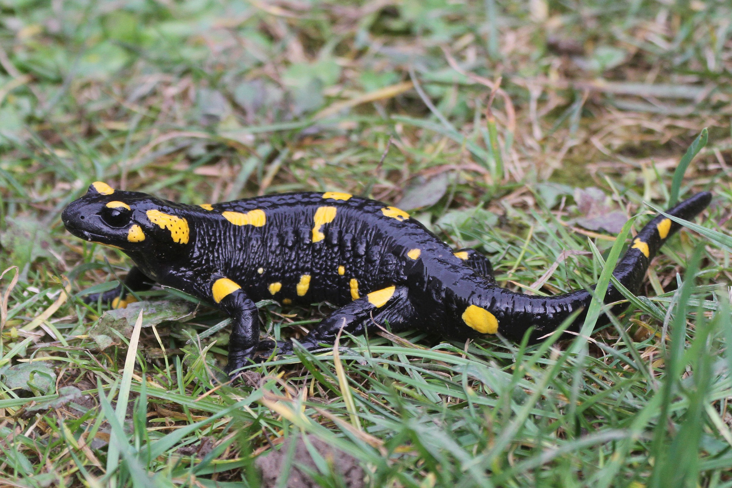 Salamandra pezzata
