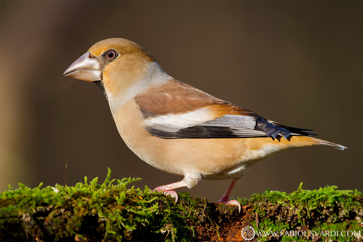 Hawfinch (Grosbeak), 100d