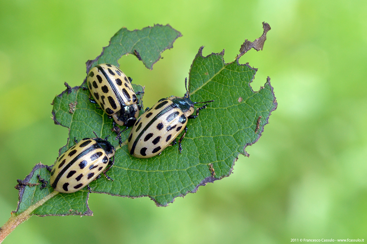 Chrysomela vigintipunctata Scopoli, 1763
