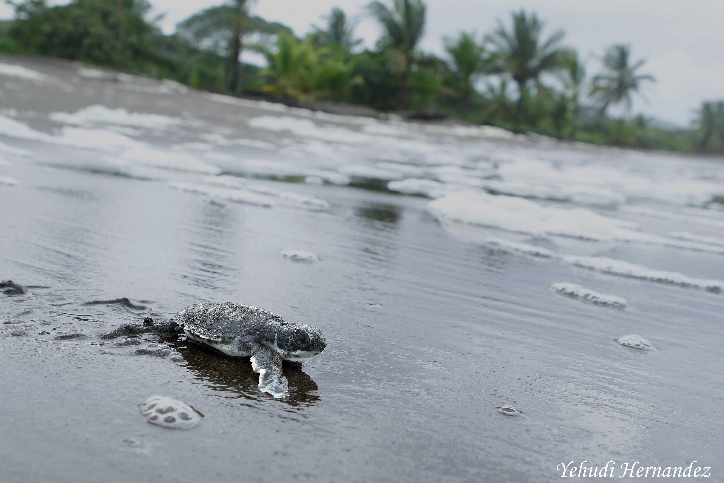 Mare tartaruga verde bambino