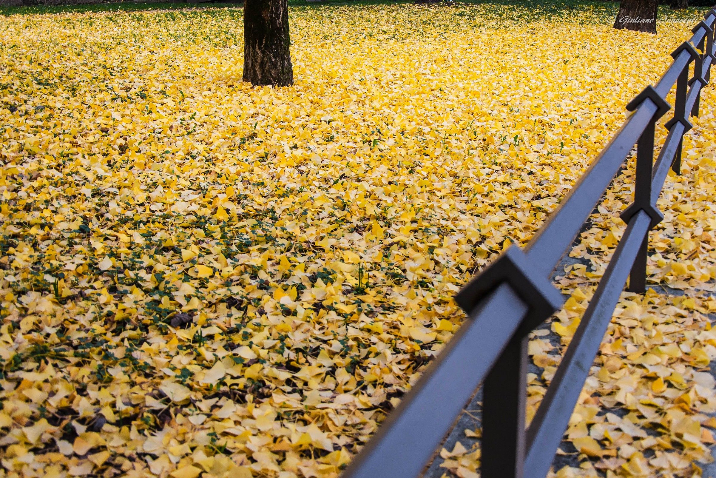 Fall under the house