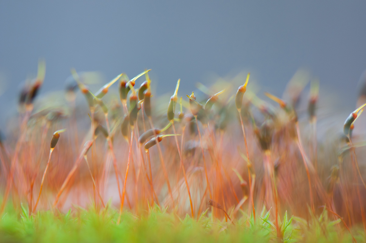 Chaos in gametophytes