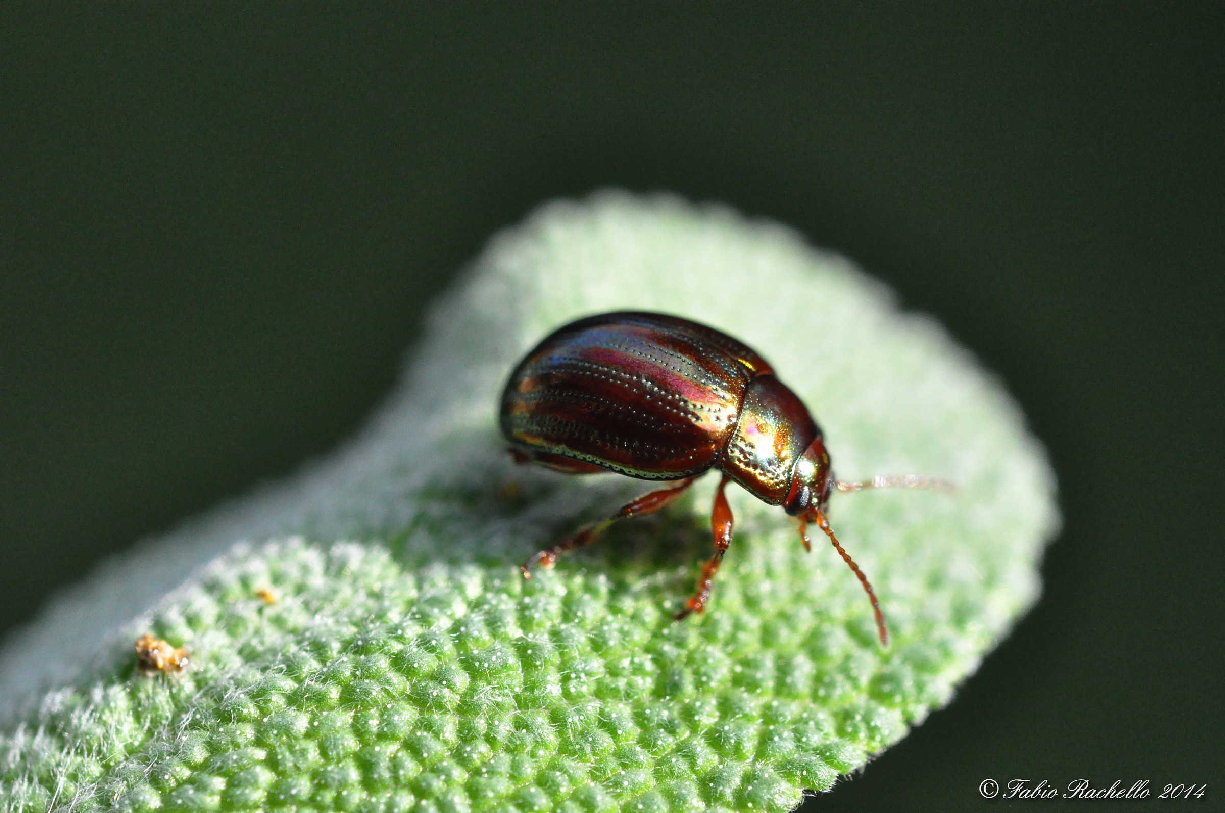 Chrysolina americana...