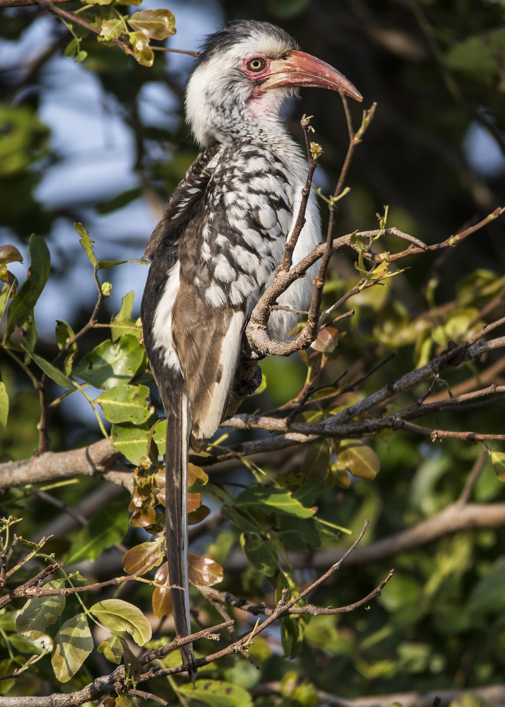 Kruger National Park