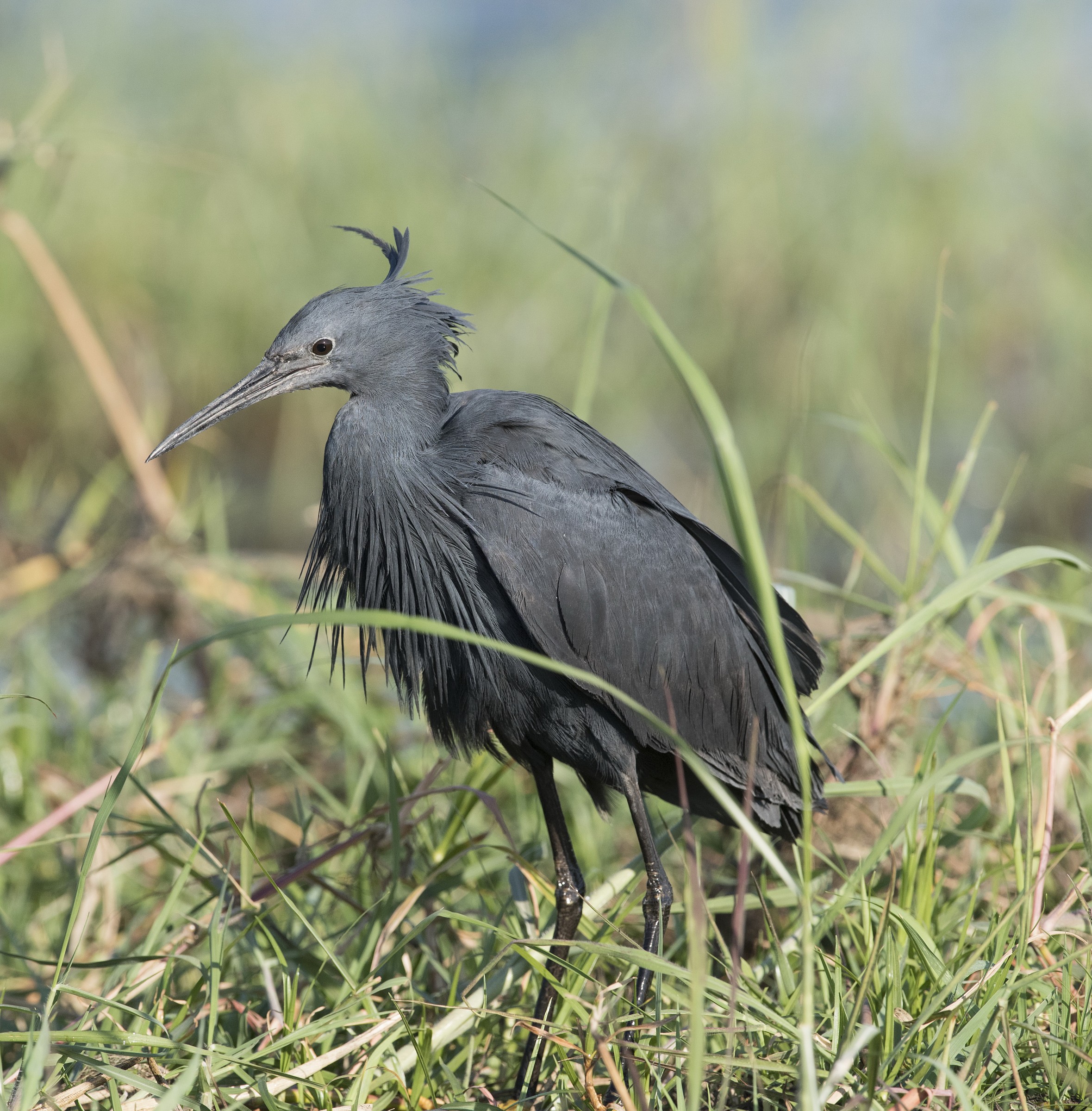 heron black (Black heron)