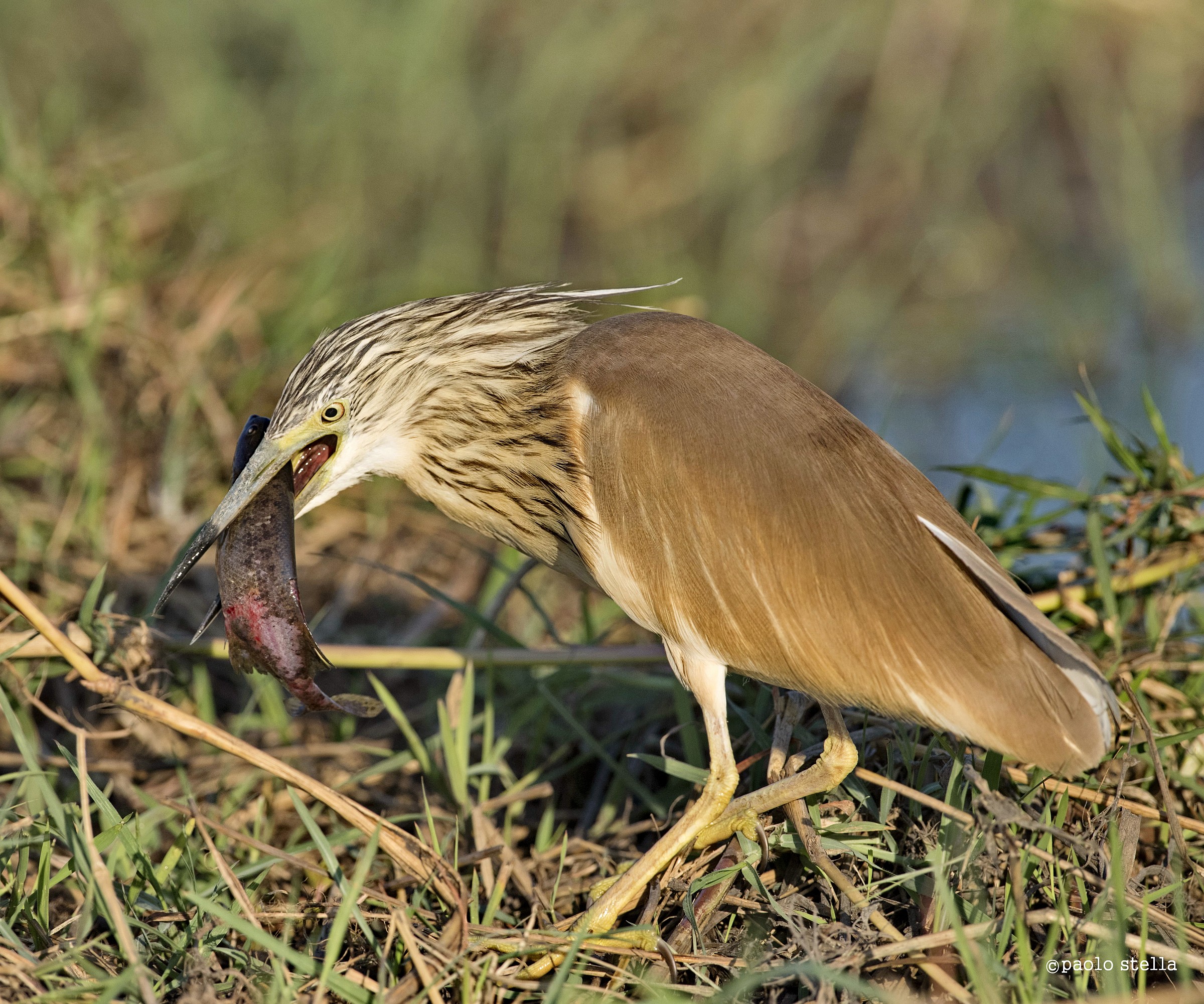 Squacco Heron (Ardeola ralloides)