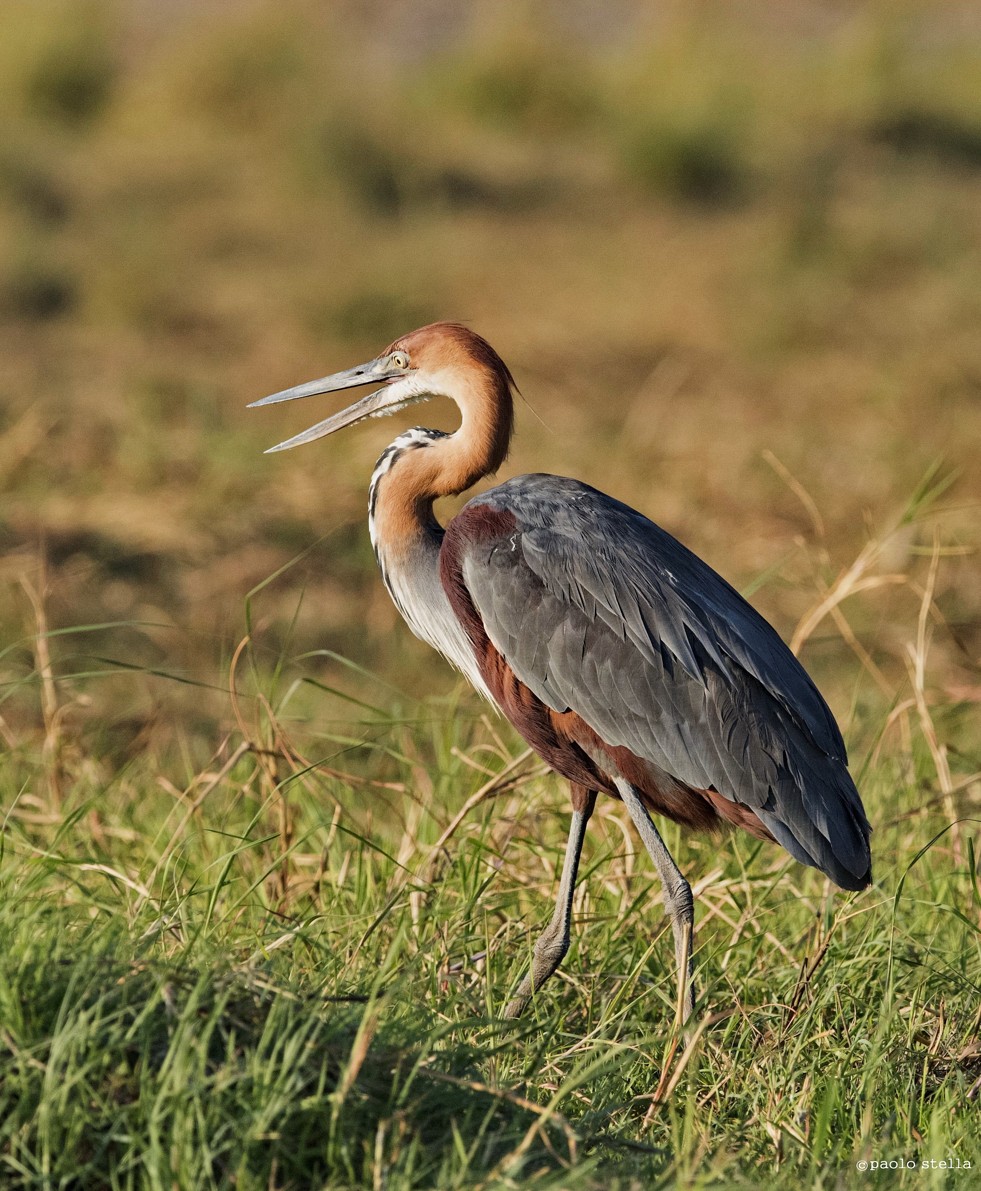 Goliath heron (Ardea goliath)