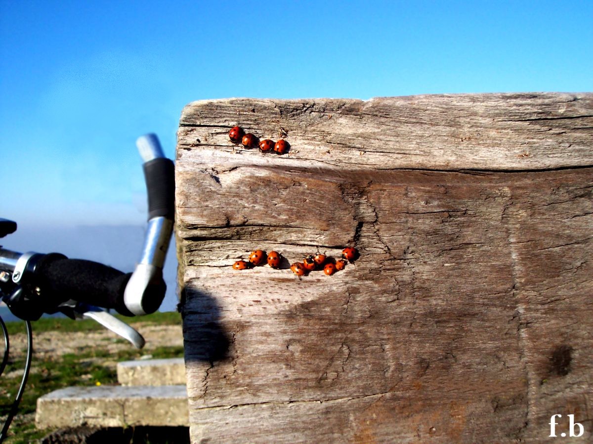 raduno di coccinelle