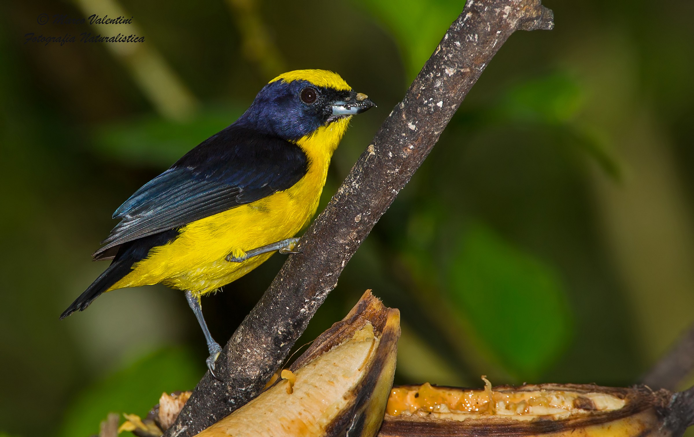 Eufonia ventrearancio