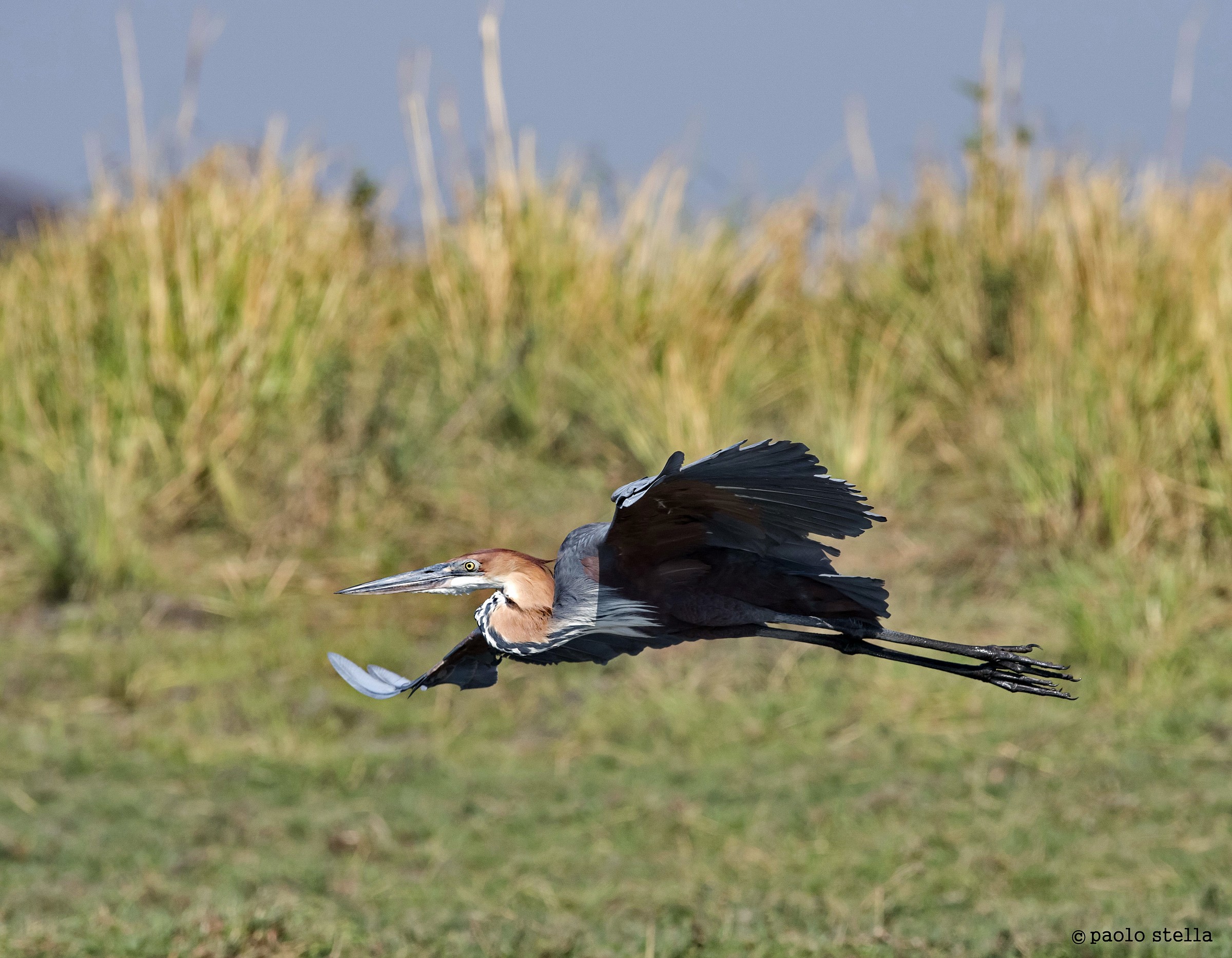 Goliath heron flying