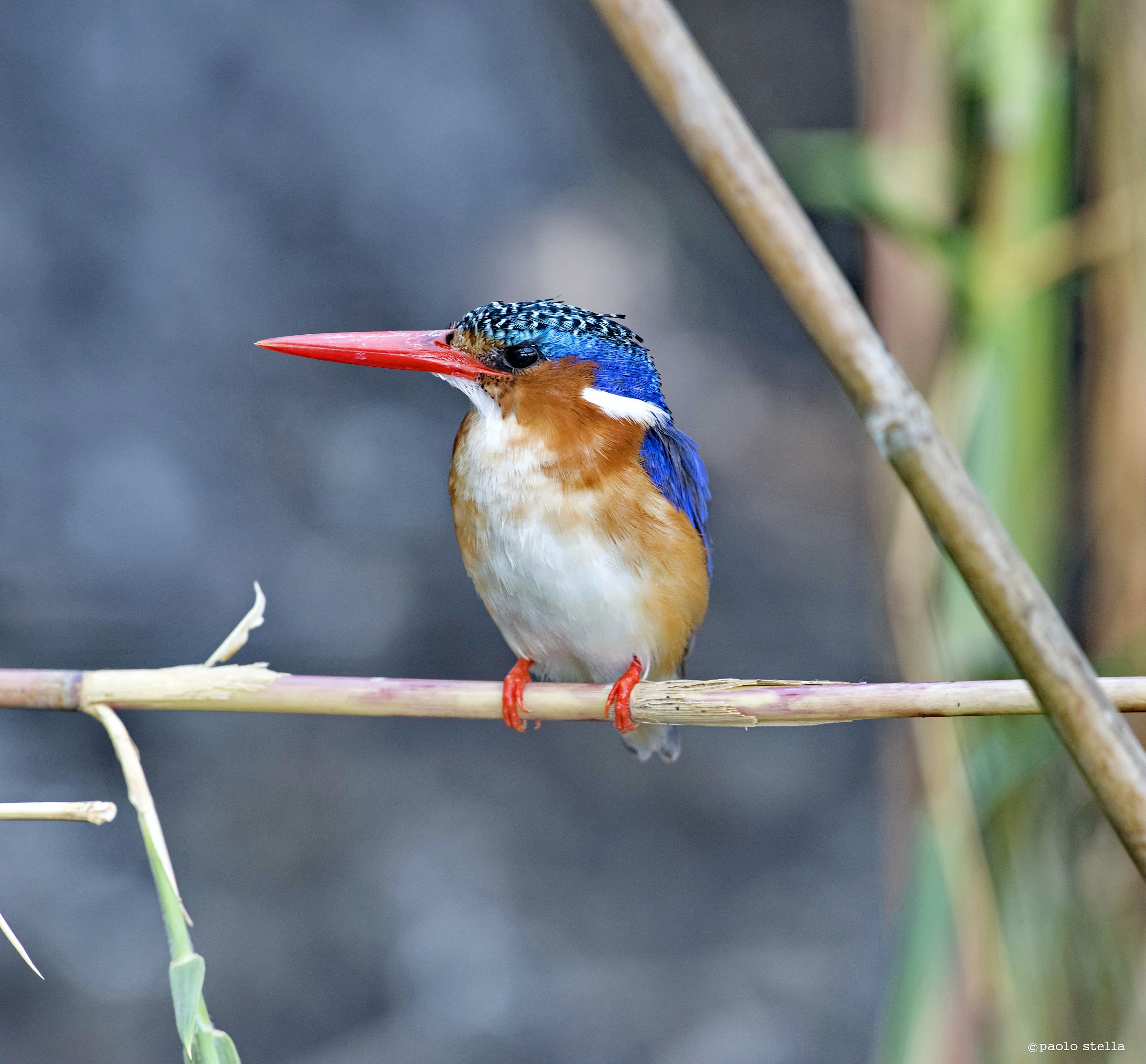 Malachite Kingfisher (Alcedo cristata) - 7