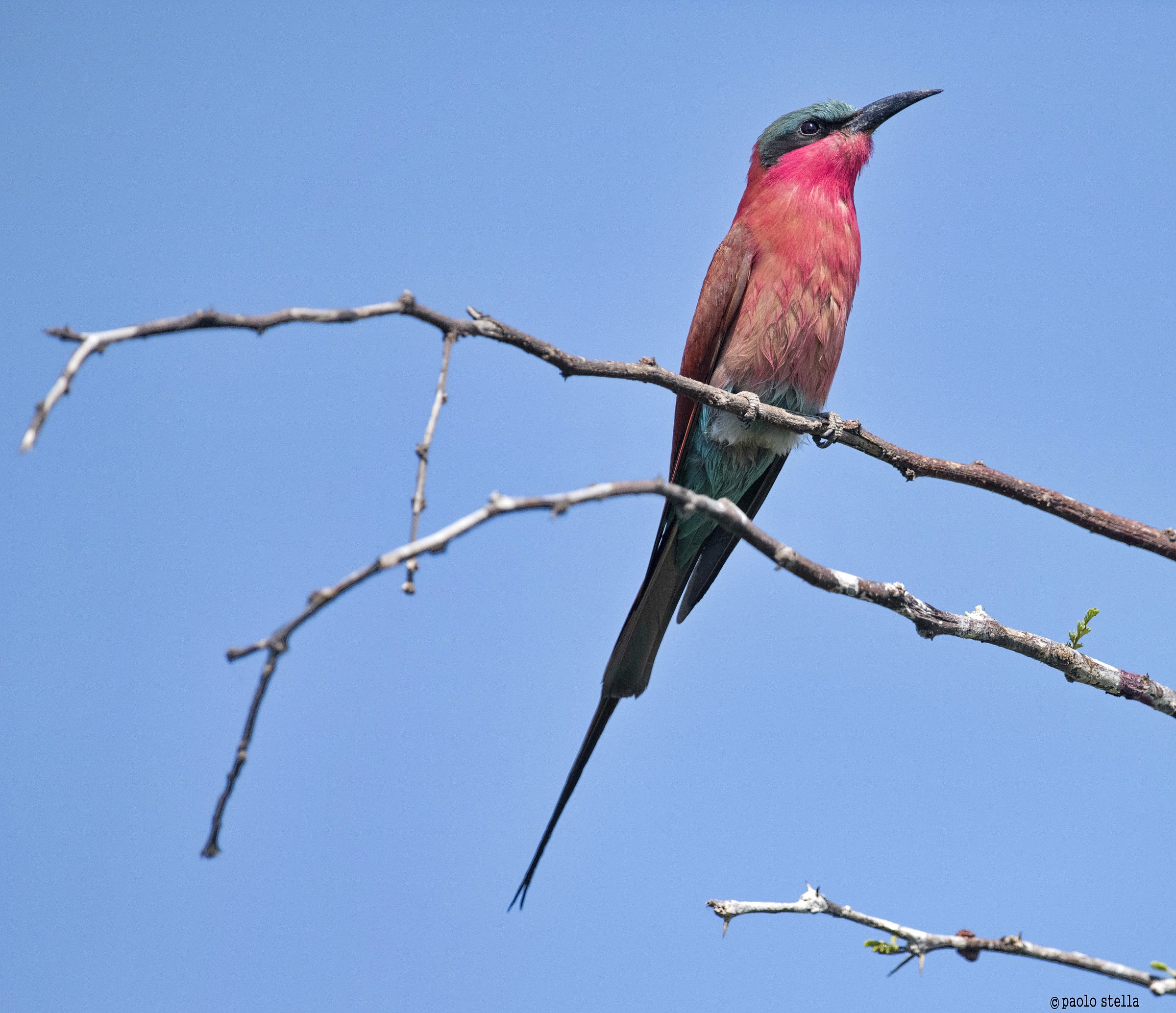 Wet Carmine bee-eater