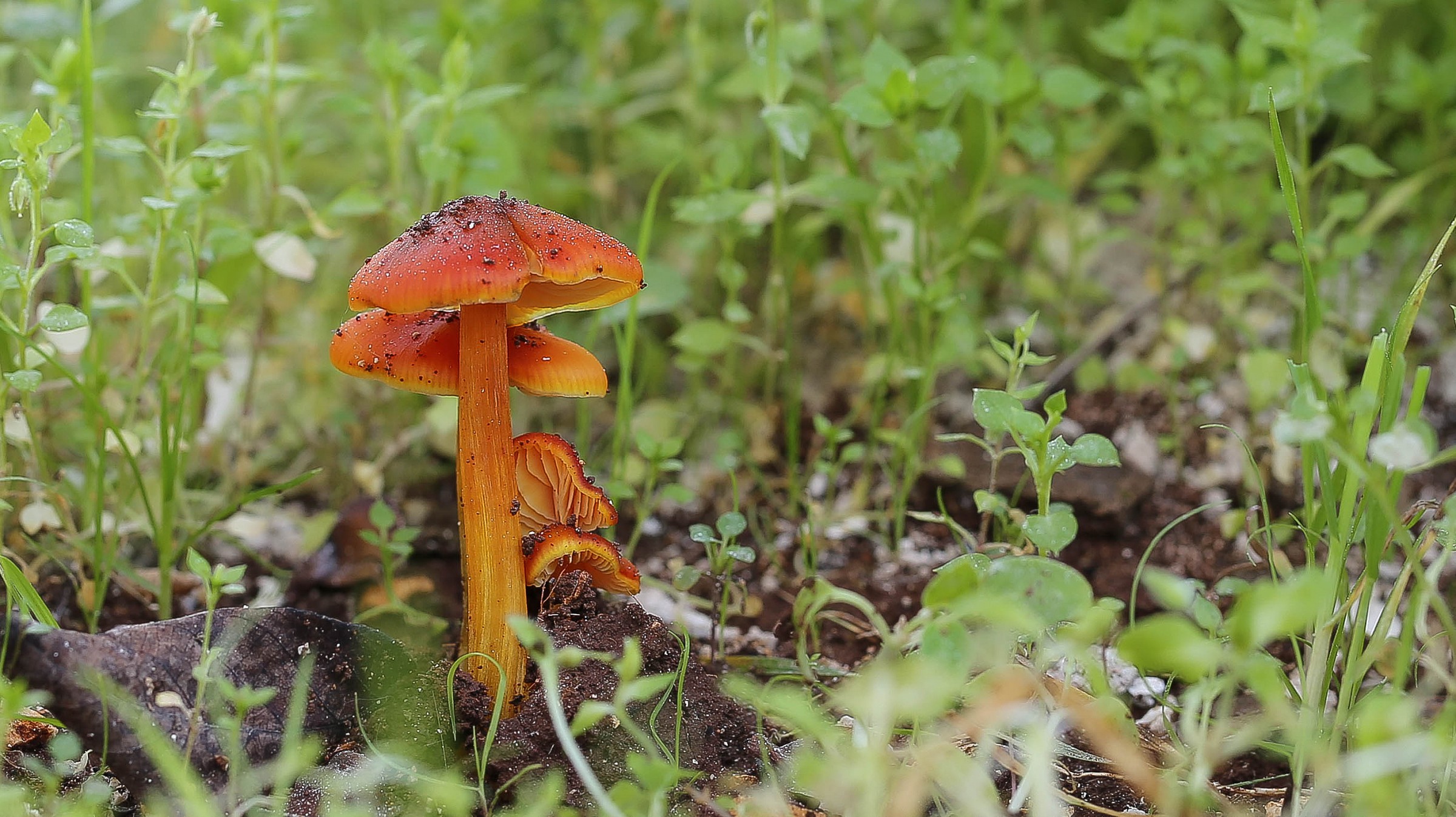 mushroom in the garden