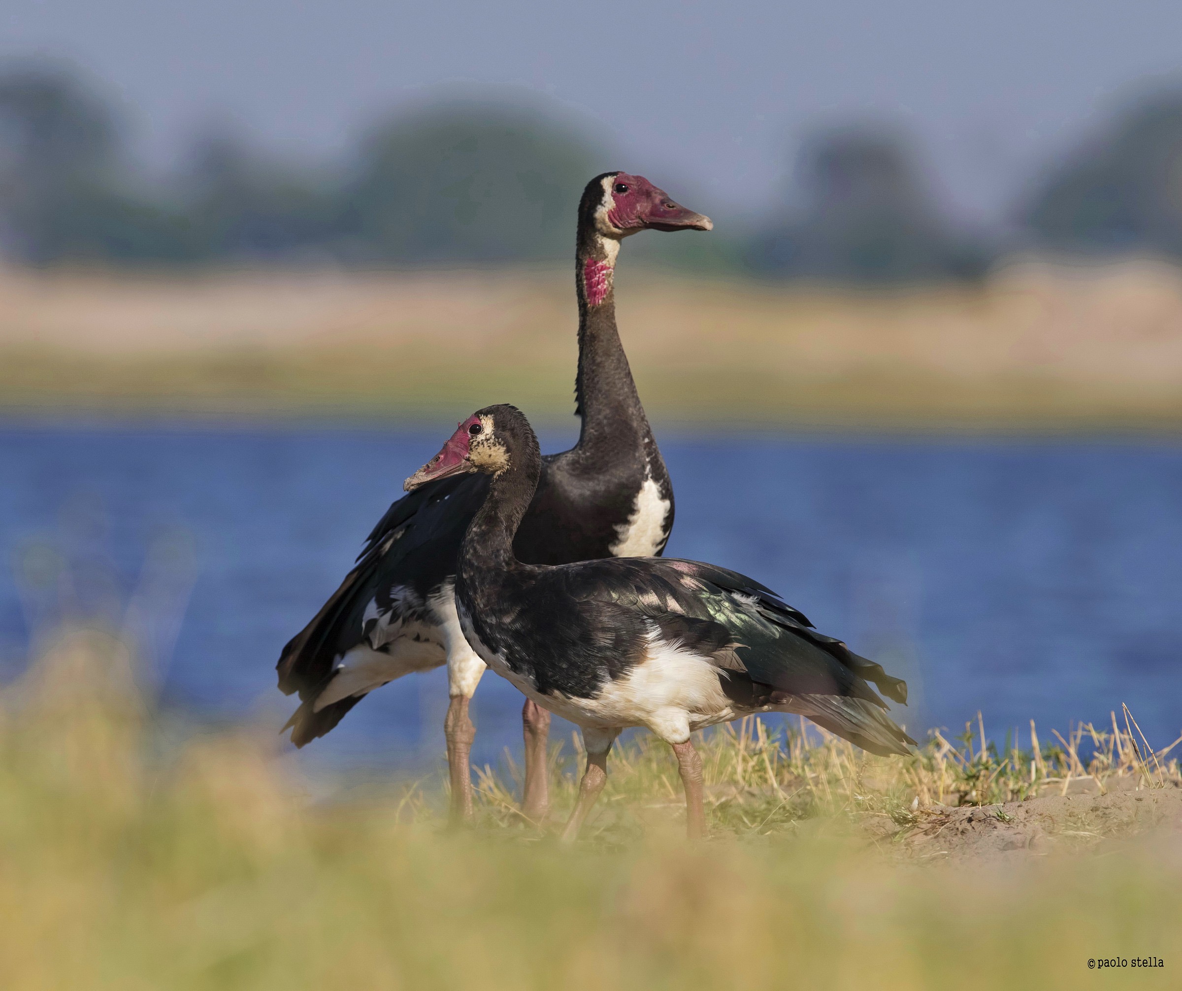 Spur-winged goose (Plectropterus gambensis)