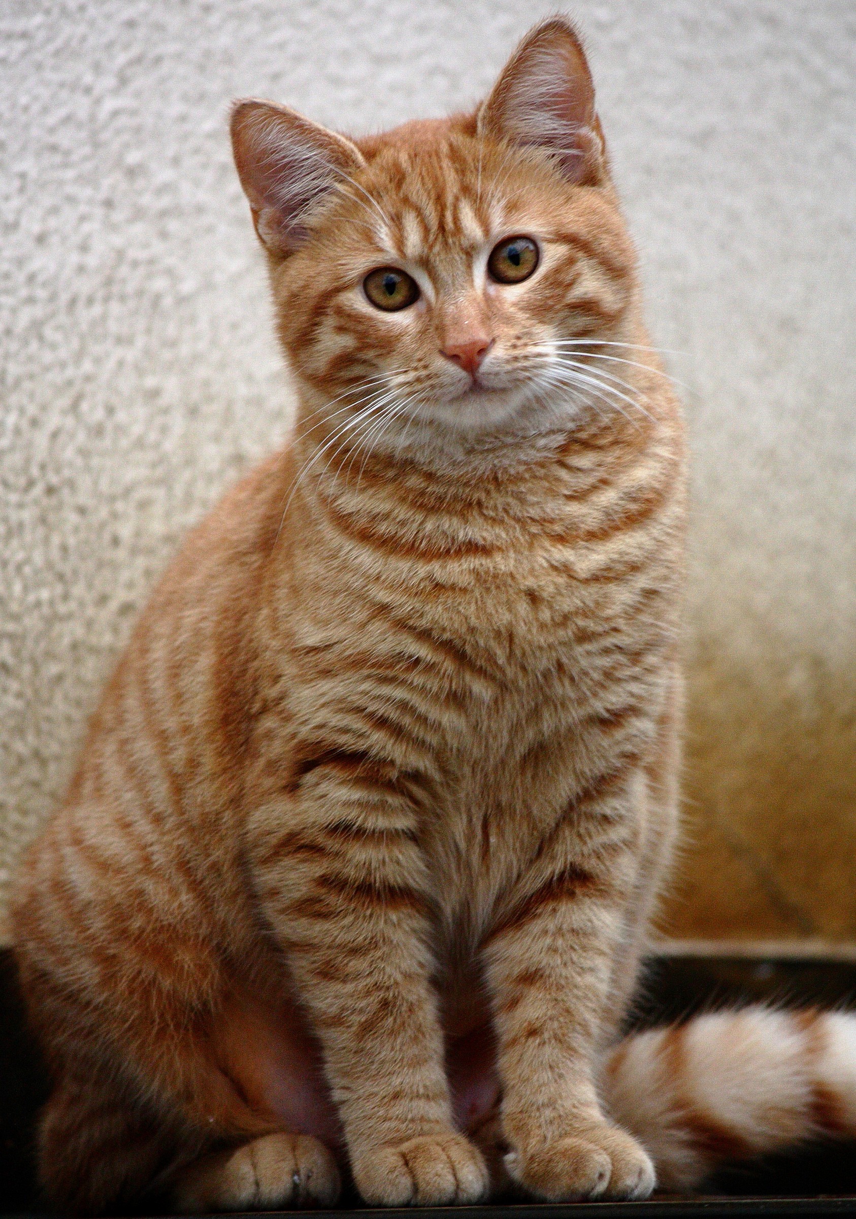 .... I do modellaaa ...