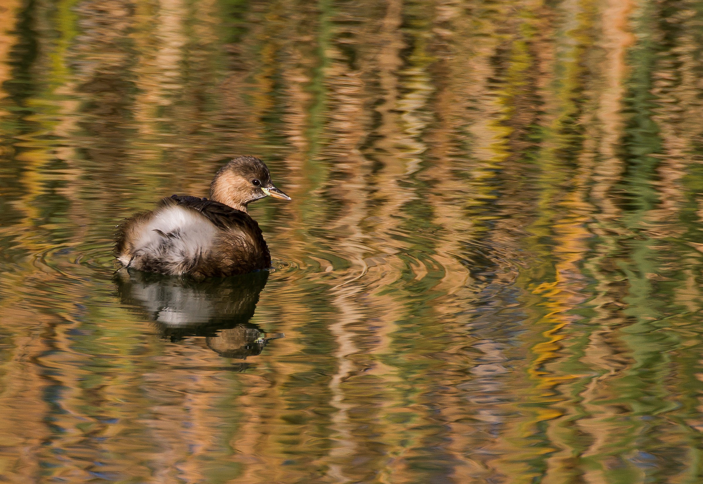 Tuffetto, Tachybaptus ruficollis