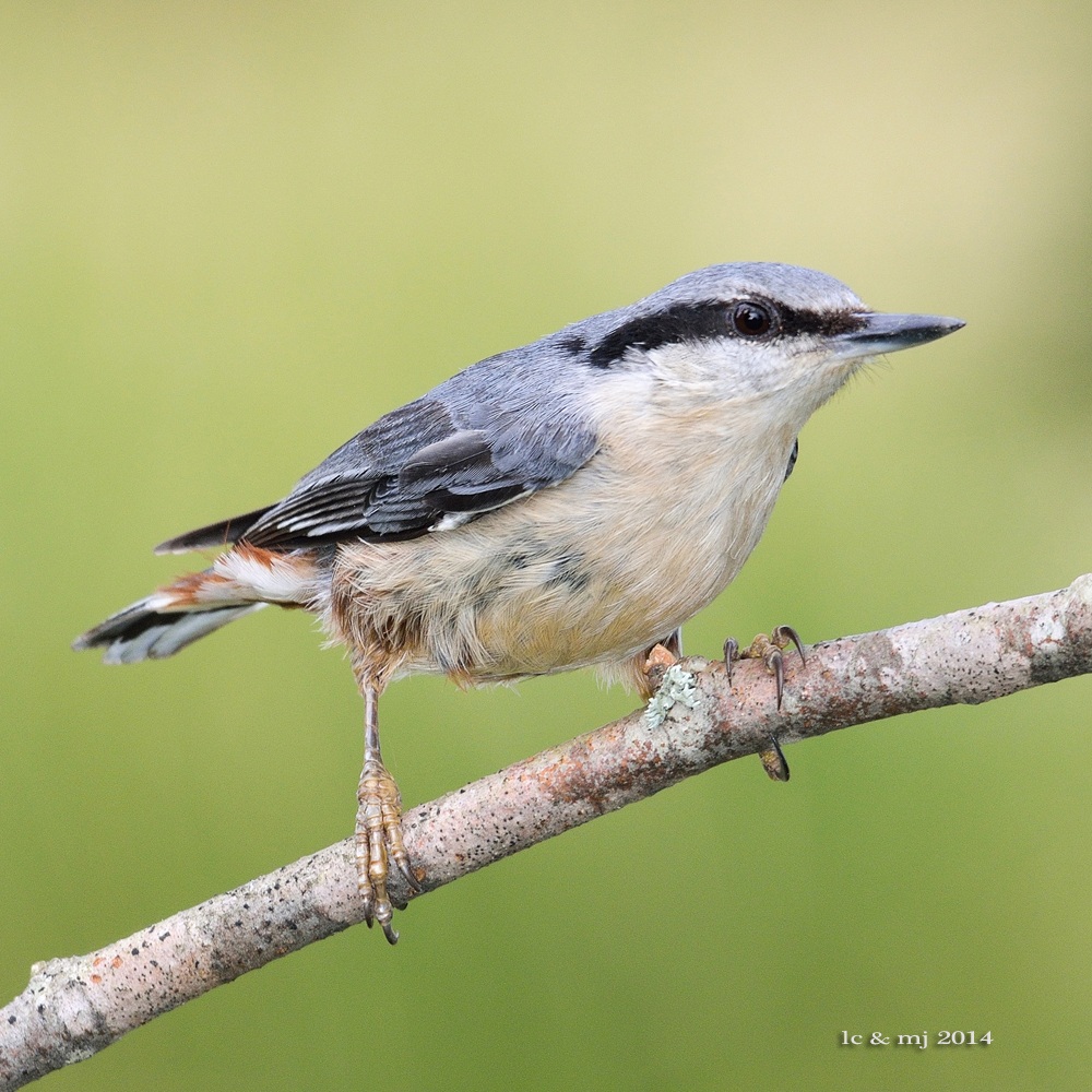 Eurasian Nuthatch