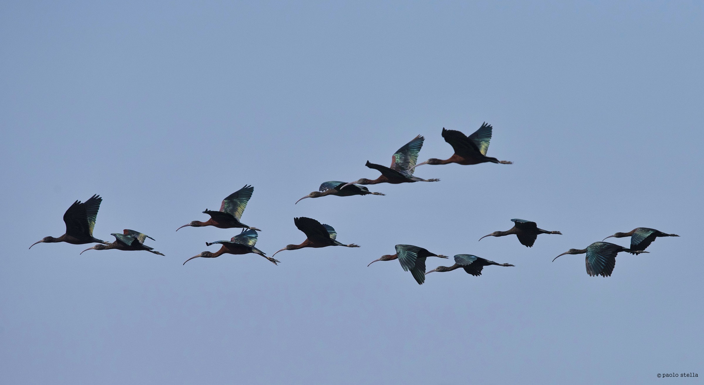 the flight of the ibis