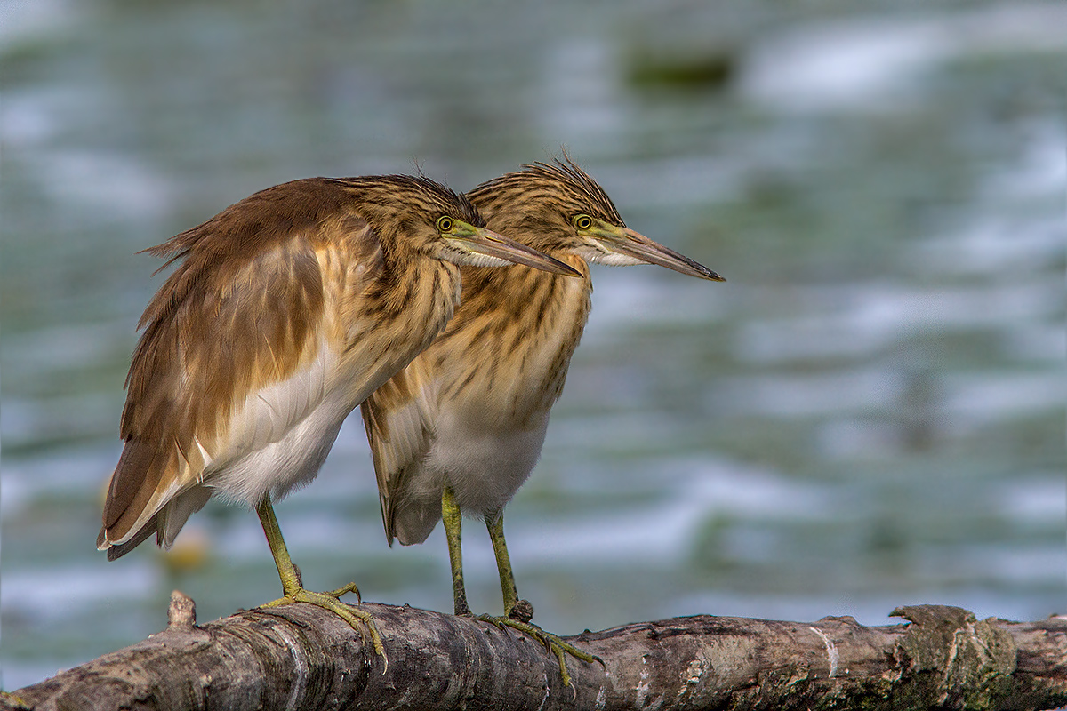 Young Couple egrets
