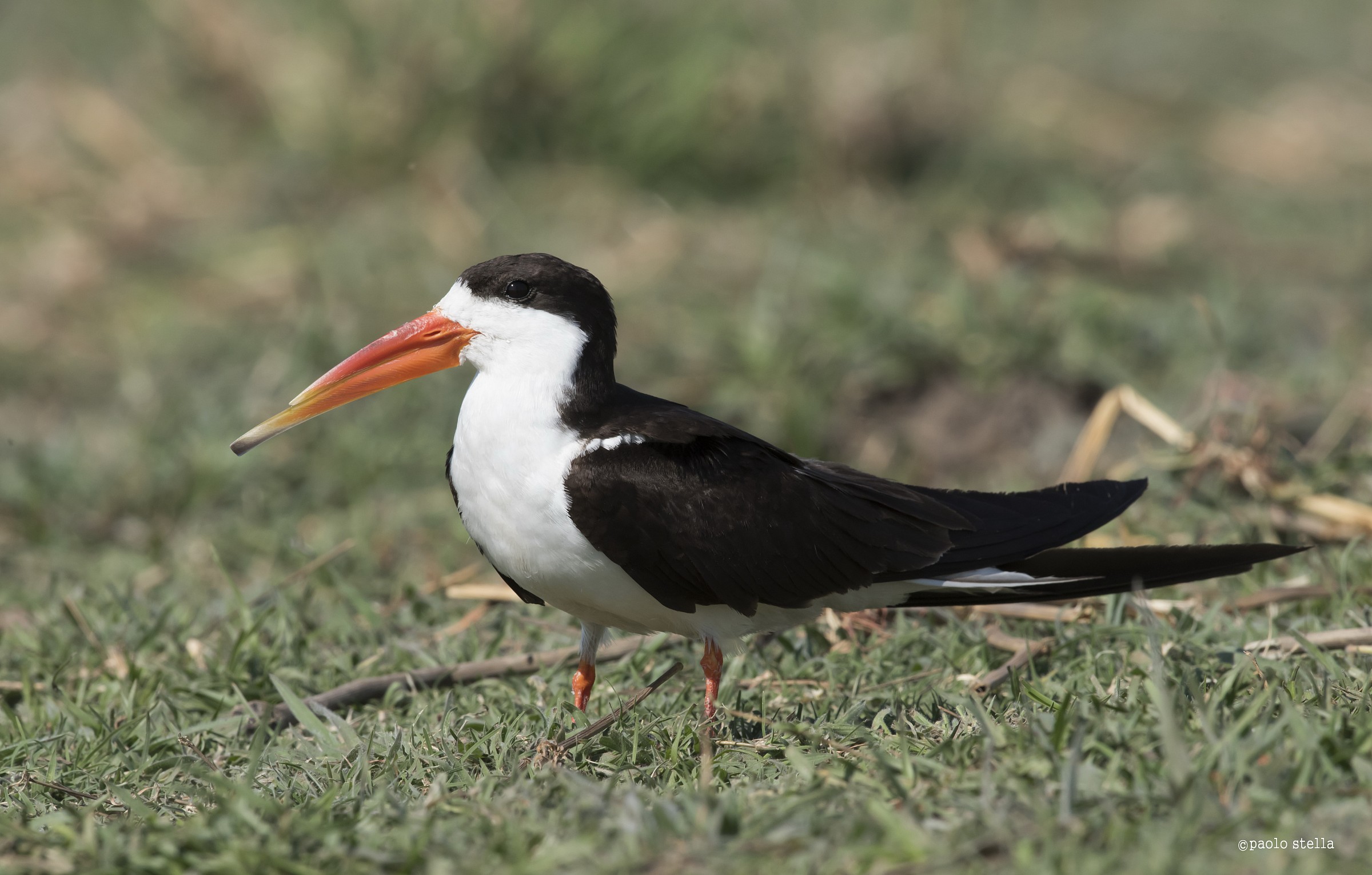 African skimmers (African skimmer)