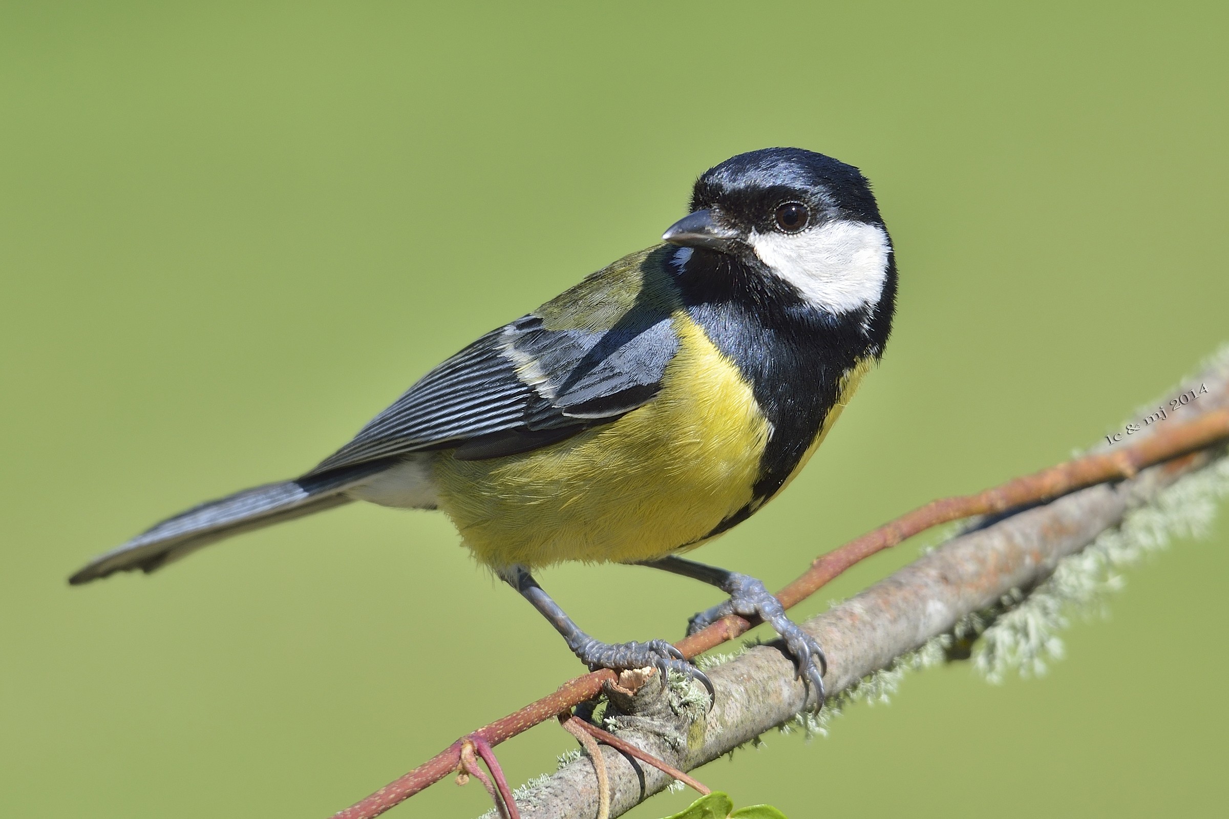 Great tit