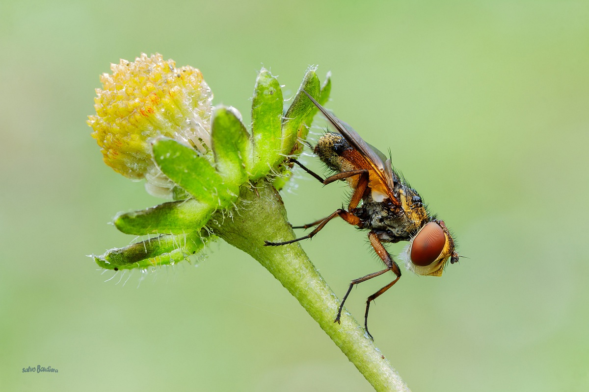 Pronta a scendere...